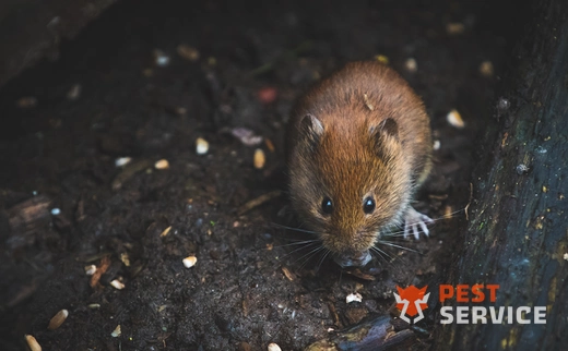 Дератизация в Лениногорске